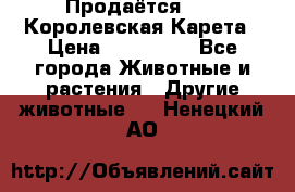 Продаётся!     Королевская Карета › Цена ­ 300 000 - Все города Животные и растения » Другие животные   . Ненецкий АО